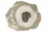 Bargain, Gerastos Trilobite Fossil - Morocco #193943-1